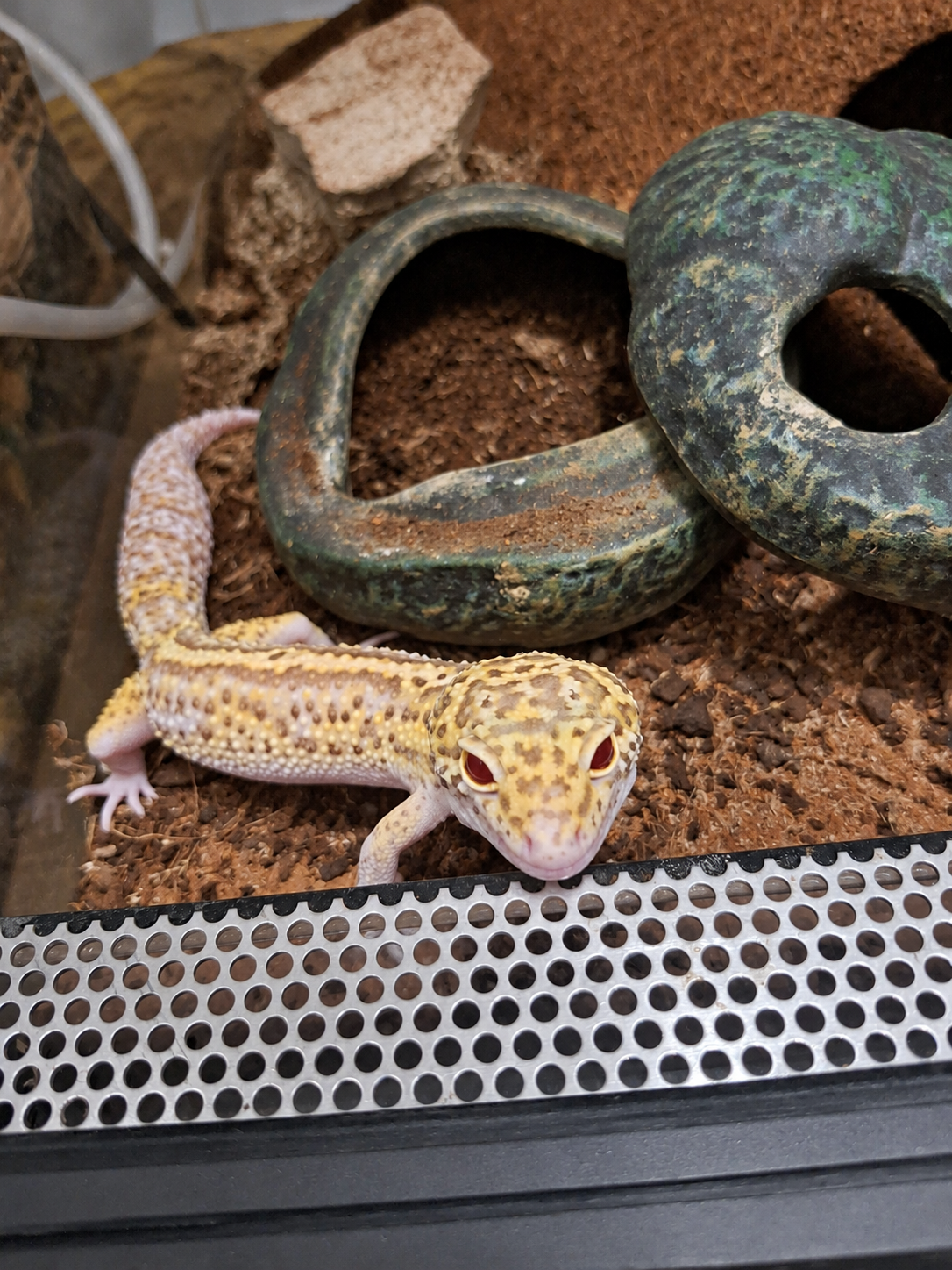 Mâle gecko léopard Mack Snow Albino Eclipse aux yeux rouges