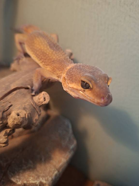 Femelle gecko léopard Mandarin Superblood de Noctalis Léman